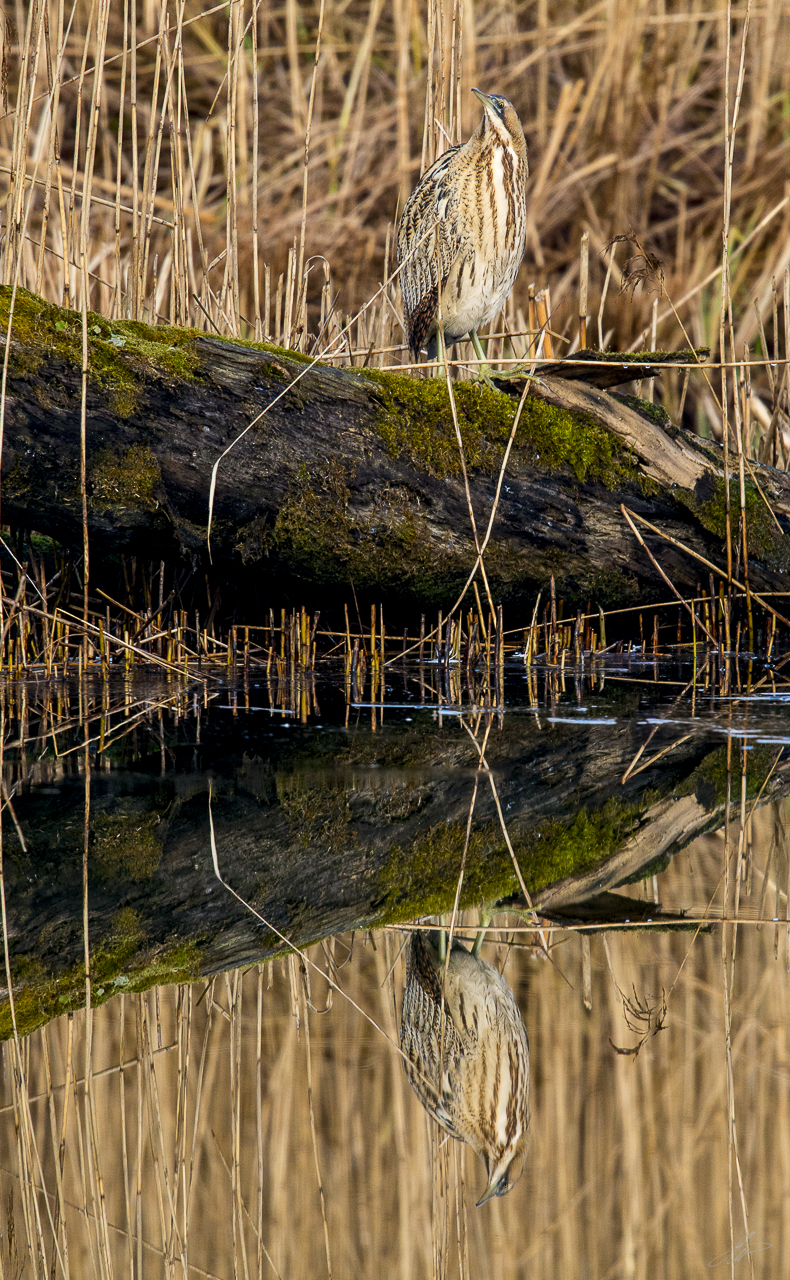 _DSC0999