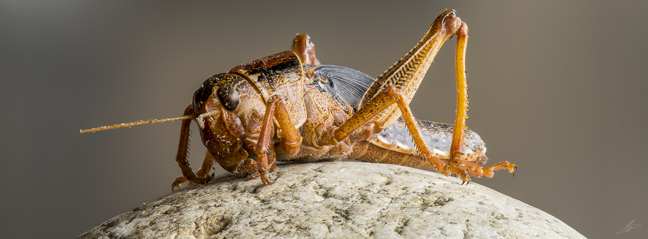 _DSC2654-Edit