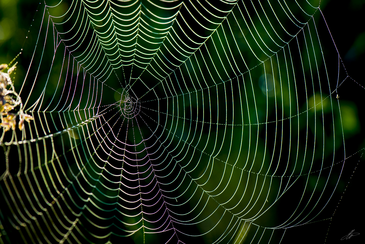 _DSC4206