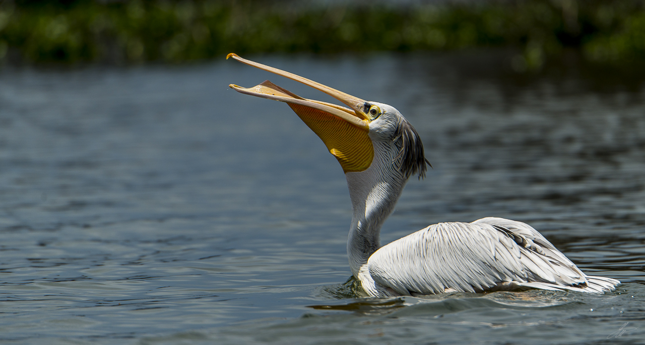 _DSC0005