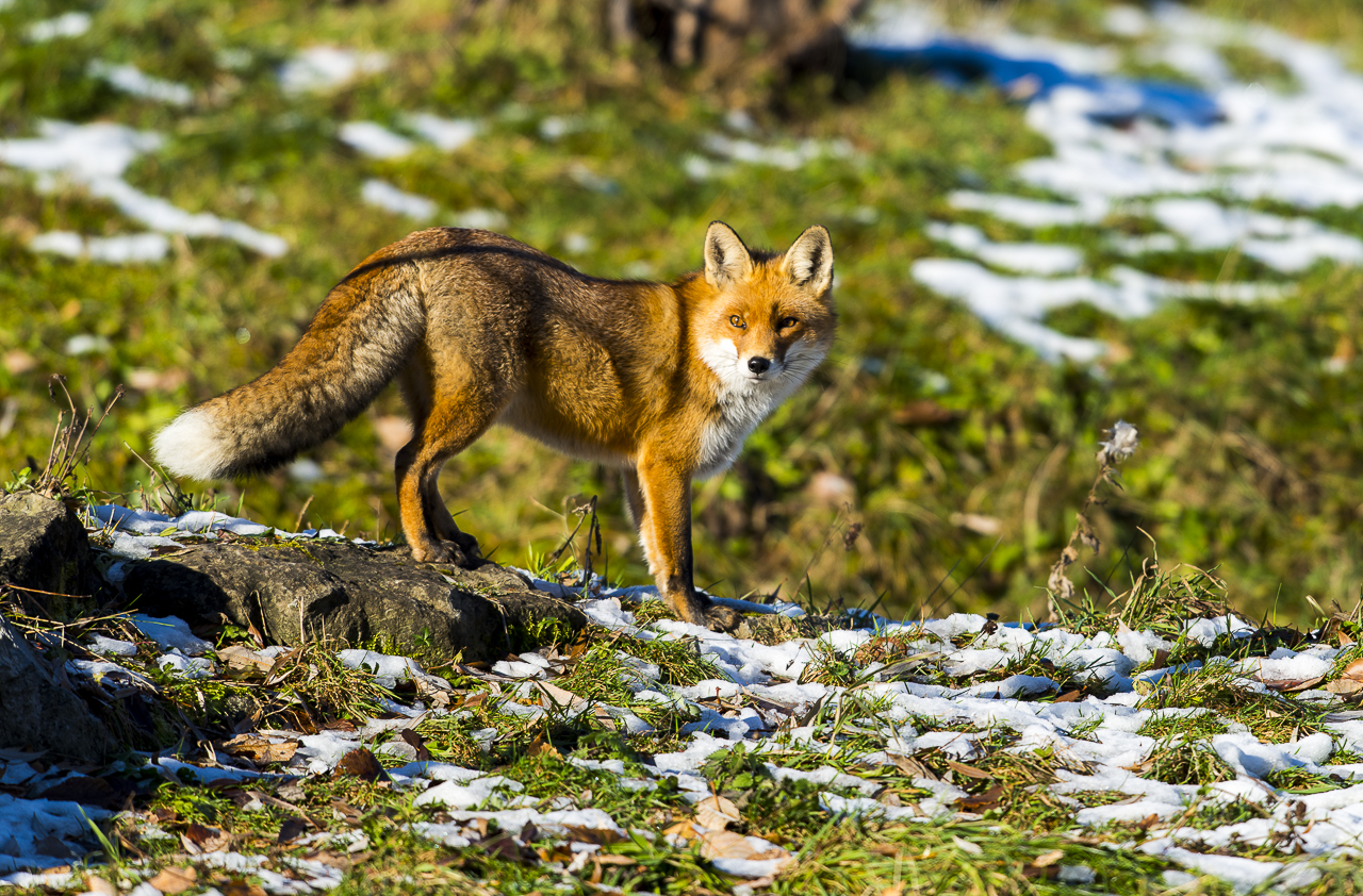 _DSC5520